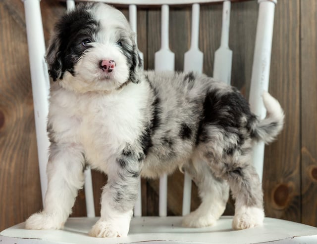 Luke is an F1B Sheepadoodle that should have  and is currently living in Texas