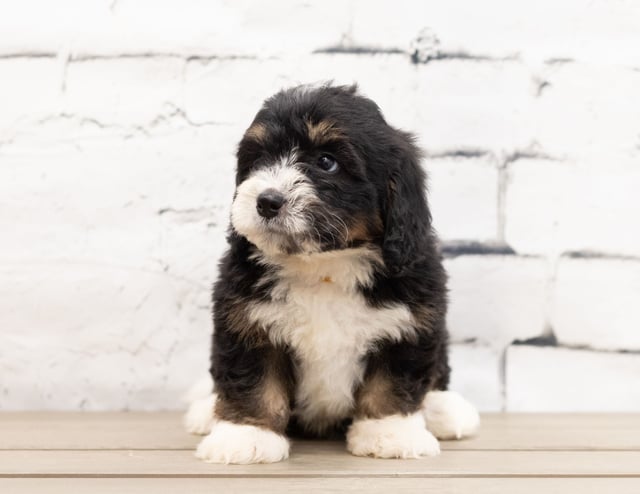 A picture of a Zeek, a gorgeous Mini Bernedoodles for sale