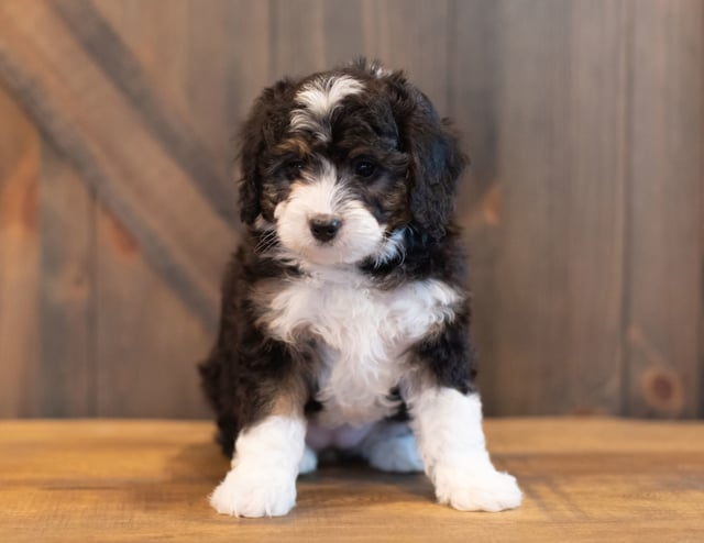 A picture of a Sky, one of our Mini Bernedoodles puppies that went to their home in Washington 
