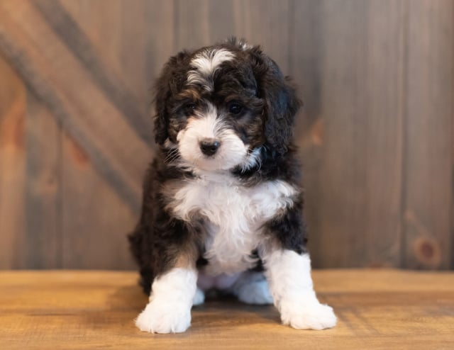 Another pic of our recent Bernedoodle litter