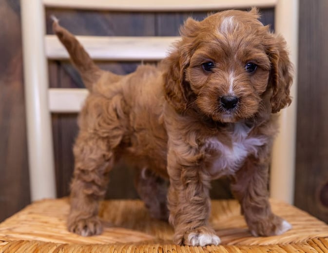 Cavapoo Puppies in Milwaukee WI