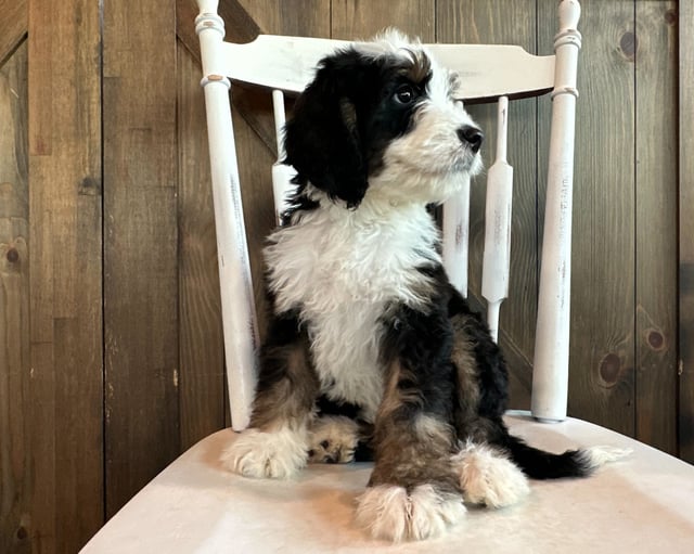 JoJo is an F1 Bernedoodle that should have  and is currently living in Iowa