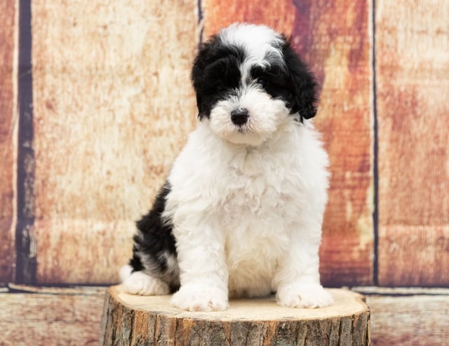 A picture of a Ulla, one of our Mini Sheepadoodles puppies that went to their home in Illinois
