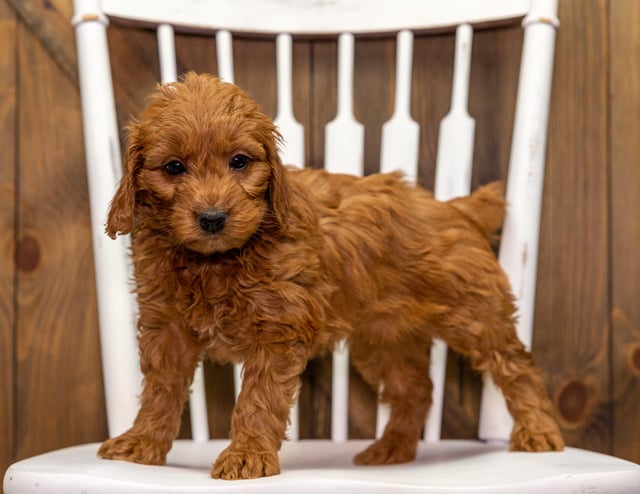 Yanna came from Aspen and Milo's litter of F1 Goldendoodles