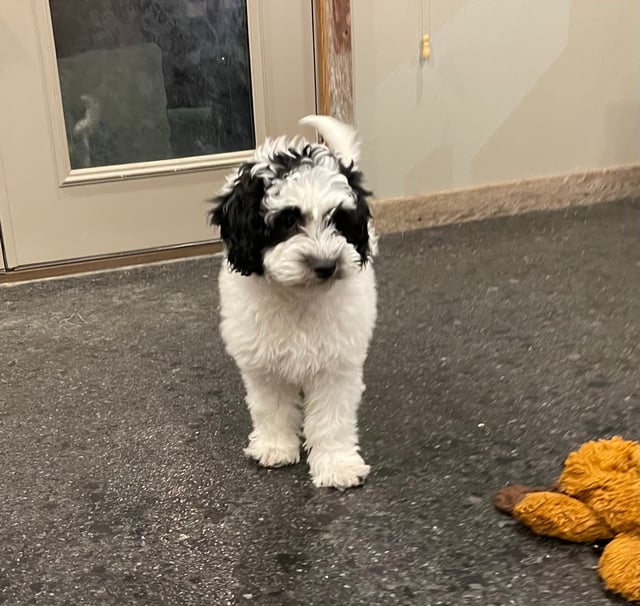 A picture of a Idget, one of our Mini Sheepadoodles puppies that went to their home in Iowa