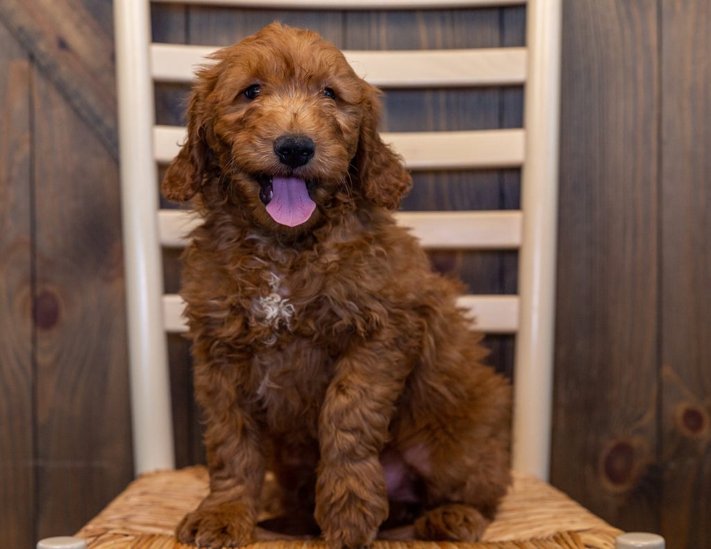 A picture of a Howard, one of our Mini Goldendoodles puppies that went to their home in Nebraska