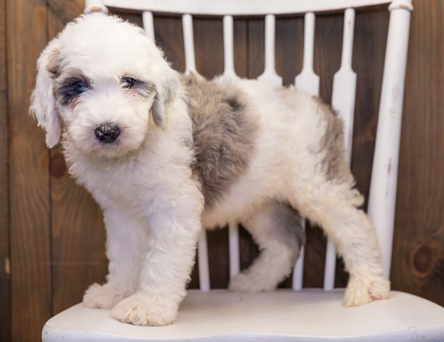 Balto is an F1 Sheepadoodle that should have  and is currently living in New Jersey