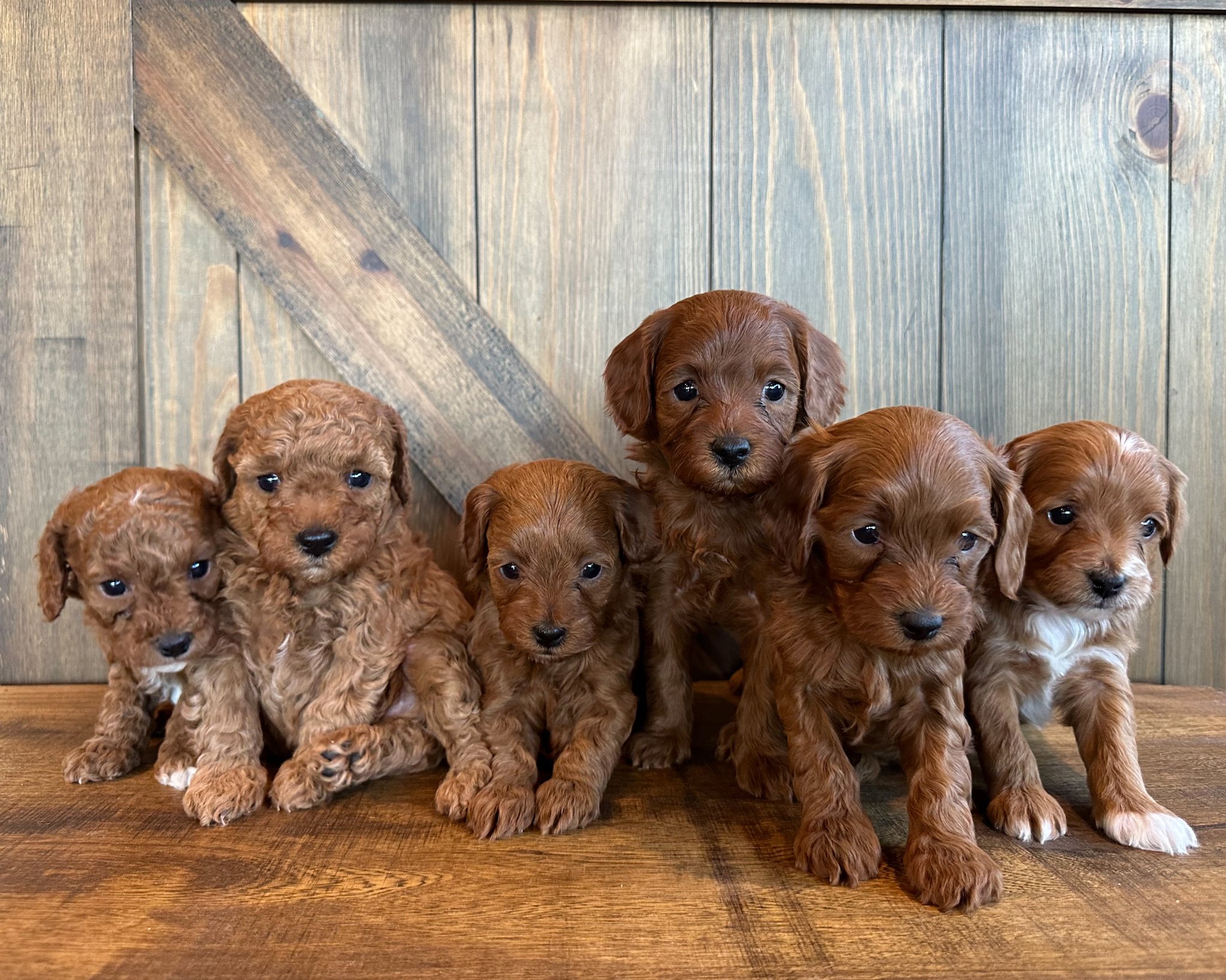 A litter of Petite Cavapoos raised in Iowa by Poodles 2 Doodles