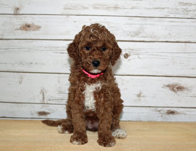 A picture of a Xabella, one of our Mini Goldendoodles puppies that went to their home in Louisiana