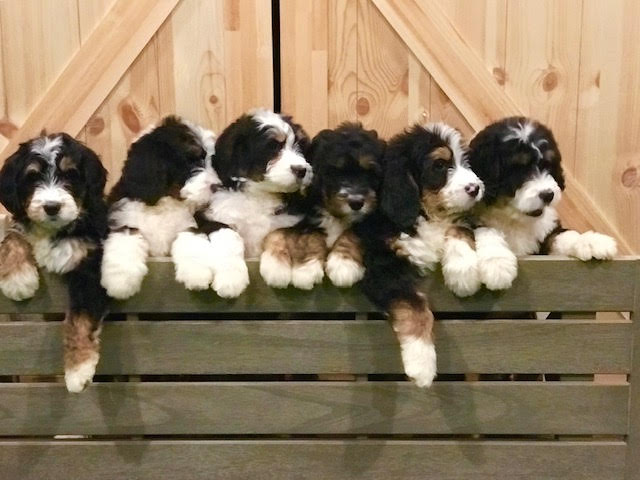 A litter of Standard Bernedoodles raised in Iowa by Poodles 2 Doodles