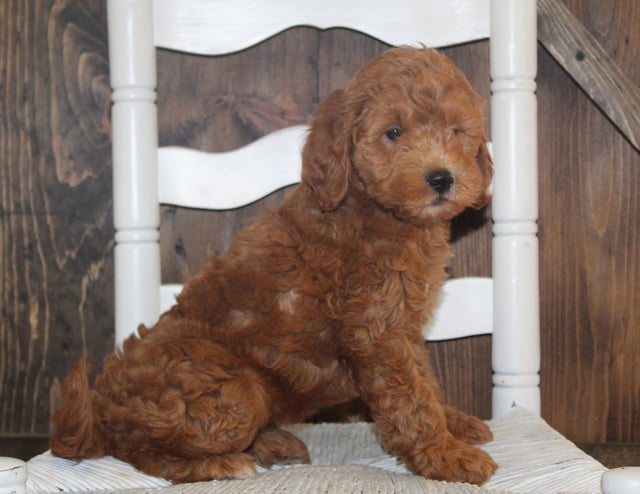 Allison came from Tatum and Teddy's litter of F2B Goldendoodles