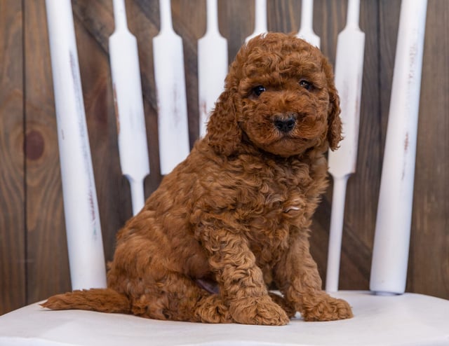 A picture of a Doodle, one of our  Goldendoodles puppies that went to their home in Iowa