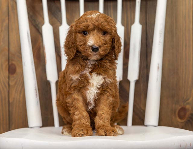 Flynn came from Dallas and Flynn's litter of F1B Goldendoodles