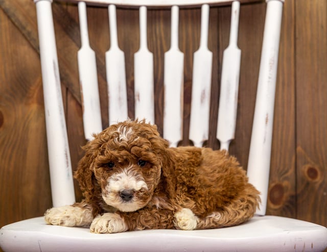 Zella is an F1B Goldendoodle that should have  and is currently living in South Dakota