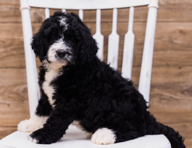 This litter of Bernedoodles are of the F1 generation.