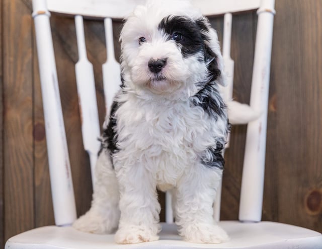 Patches came from Kami and Indy's litter of F1 Sheepadoodles