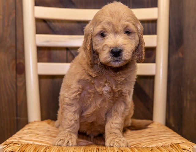 David came from KC and Reggie's litter of F1 Goldendoodles