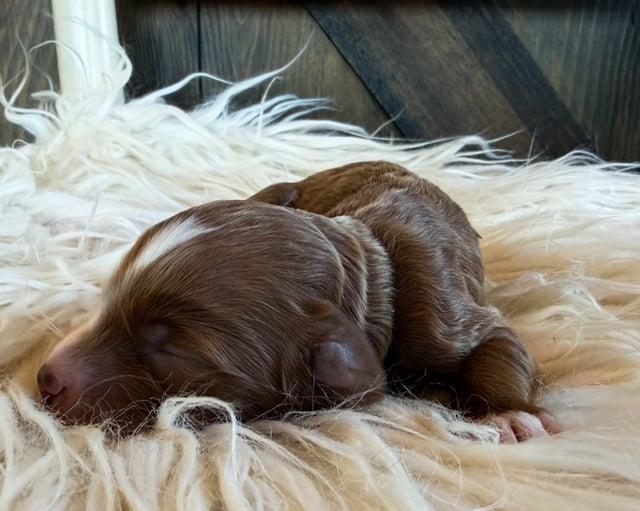 A picture of a Storm, a gorgeous Mini Goldendoodles for sale