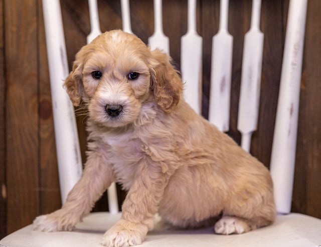 Tami is an F1B Goldendoodle that should have  and is currently living in California