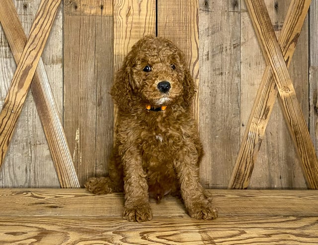 Jasper came from Cora and Toby's litter of F1BB Goldendoodles