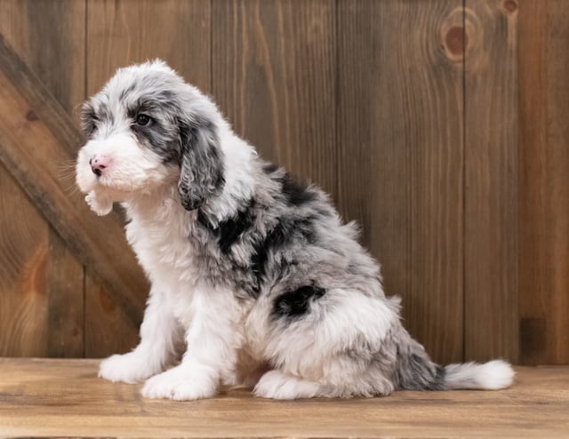 A picture of a Zipper, one of our Standard Sheepadoodles puppies that went to their home in Arkansas