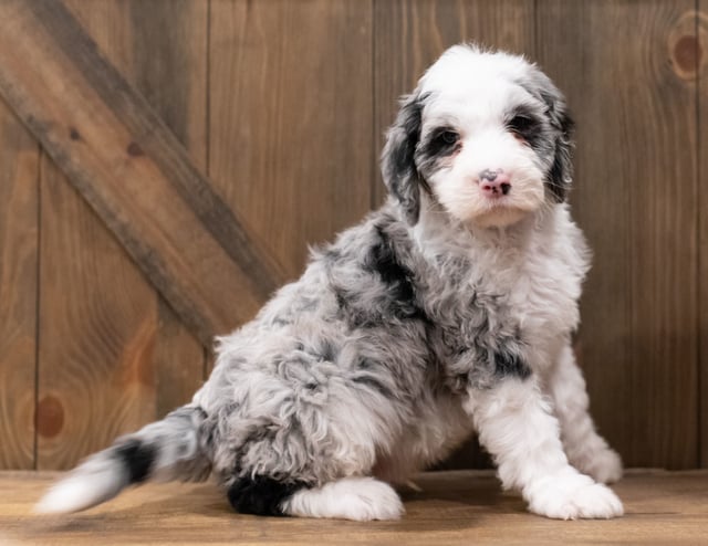 Zues is an F1 Sheepadoodle that should have  and is currently living in Oregon