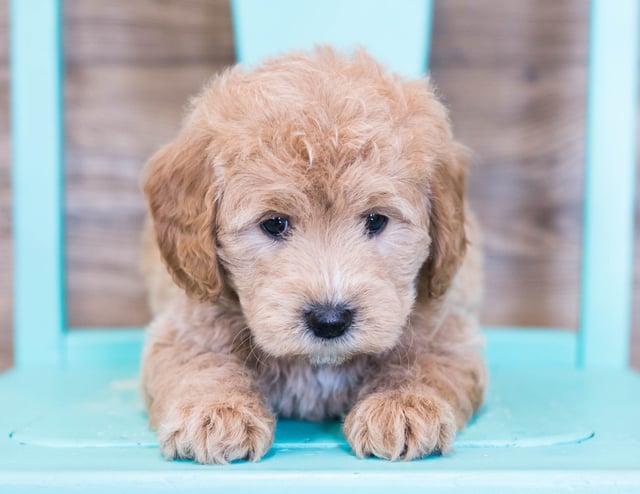 Oden is an F1 Goldendoodle that should have  and is currently living in Illinois