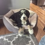 Tri colored Standard Bernedoodle