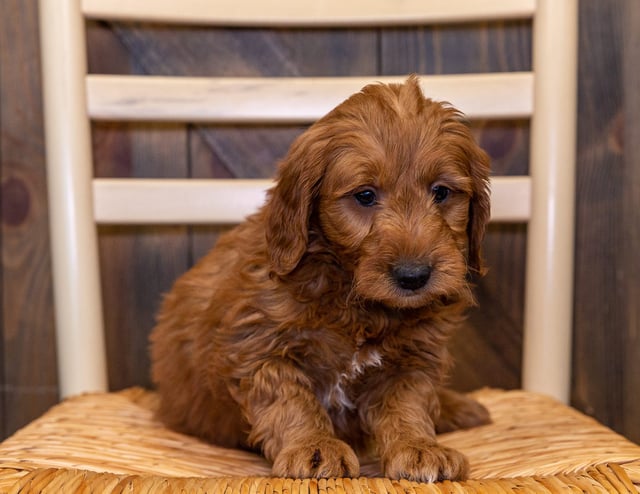 Hawkeye is an F1 Goldendoodle for sale in Iowa.