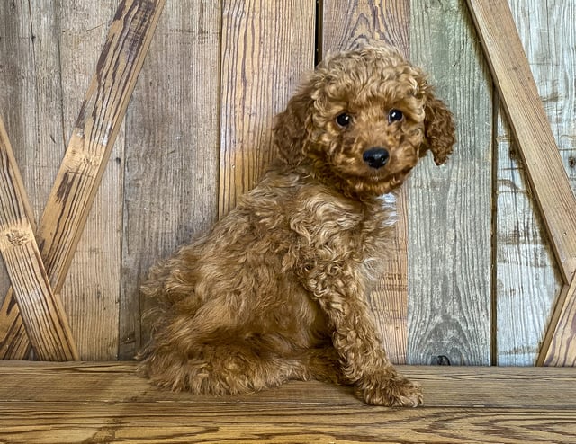 Kris came from Scarlett and Toby's litter of F1BB Goldendoodles