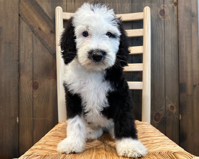 A picture of a Kip, one of our Standard Sheepadoodles puppies that went to their home in Iowa 