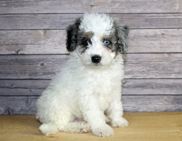 A picture of a Winston, one of our Petite Bernedoodles puppies that went to their home in Nevada