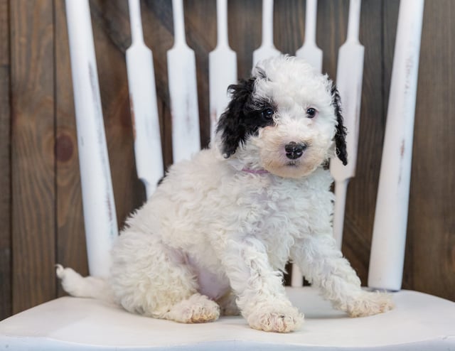 A picture of a Olivia, one of our Mini Sheepadoodles puppies that went to their home in Minnesota 