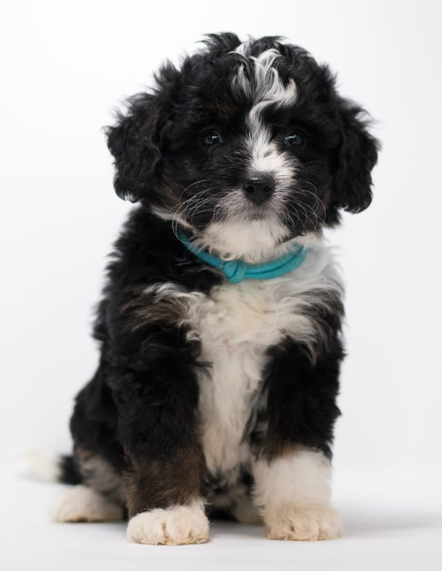 Another great picture of Feni, a Bernedoodles puppy