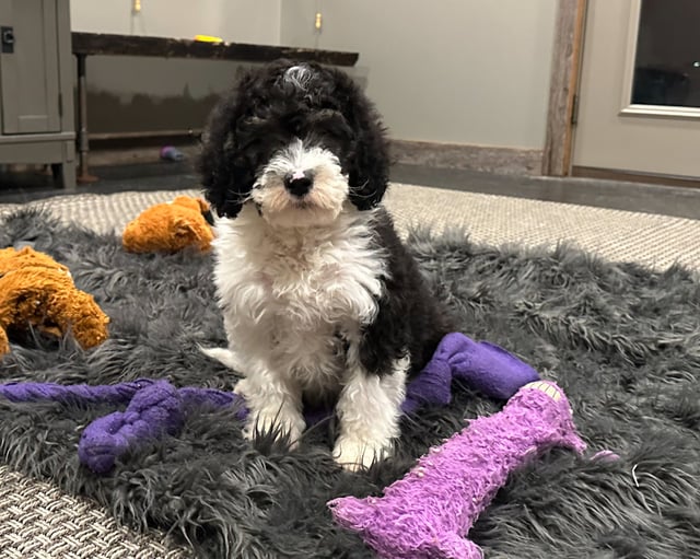 A picture of a Chess, one of our Mini Sheepadoodles puppies that went to their home in Missouri