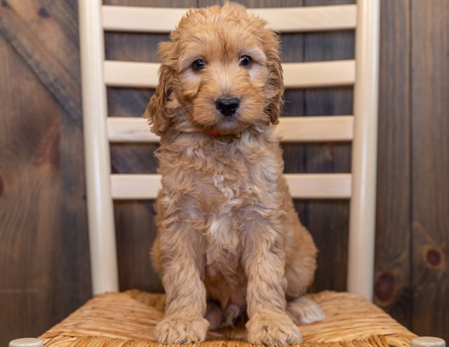 Lucky is an F1B Goldendoodle that should have  and is currently living in California