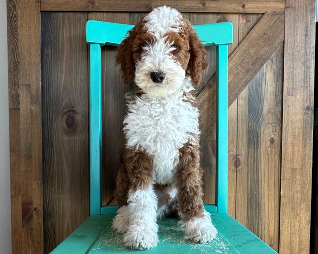 A picture of a Quint, one of our Mini Goldendoodles puppies that went to their home in Nebraska