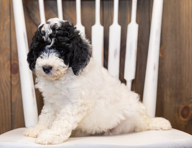 Hilda is an F1B Sheepadoodle that should have  and is currently living in Washington
