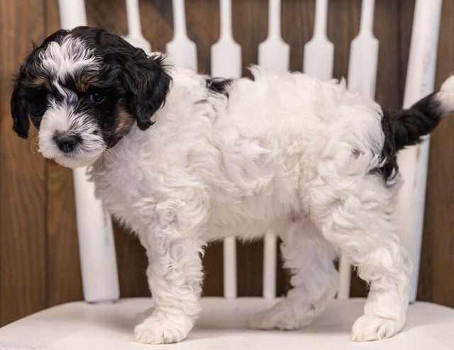 Wrigley is an F1B Sheepadoodle that should have  and is currently living in North Dakota 