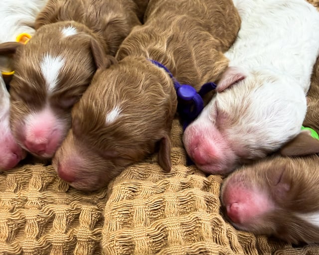 This litter of Goldendoodles are of the F1B generation.