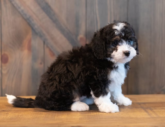 Sky came from Sky and Stanley's litter of F1 Bernedoodles