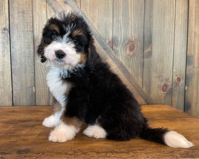 Zola is an F1 Bernedoodle that should have  and is currently living in Illinois