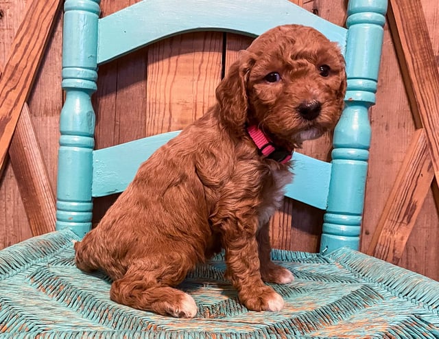 A picture of a Margo, a gorgeous Mini Goldendoodles for sale