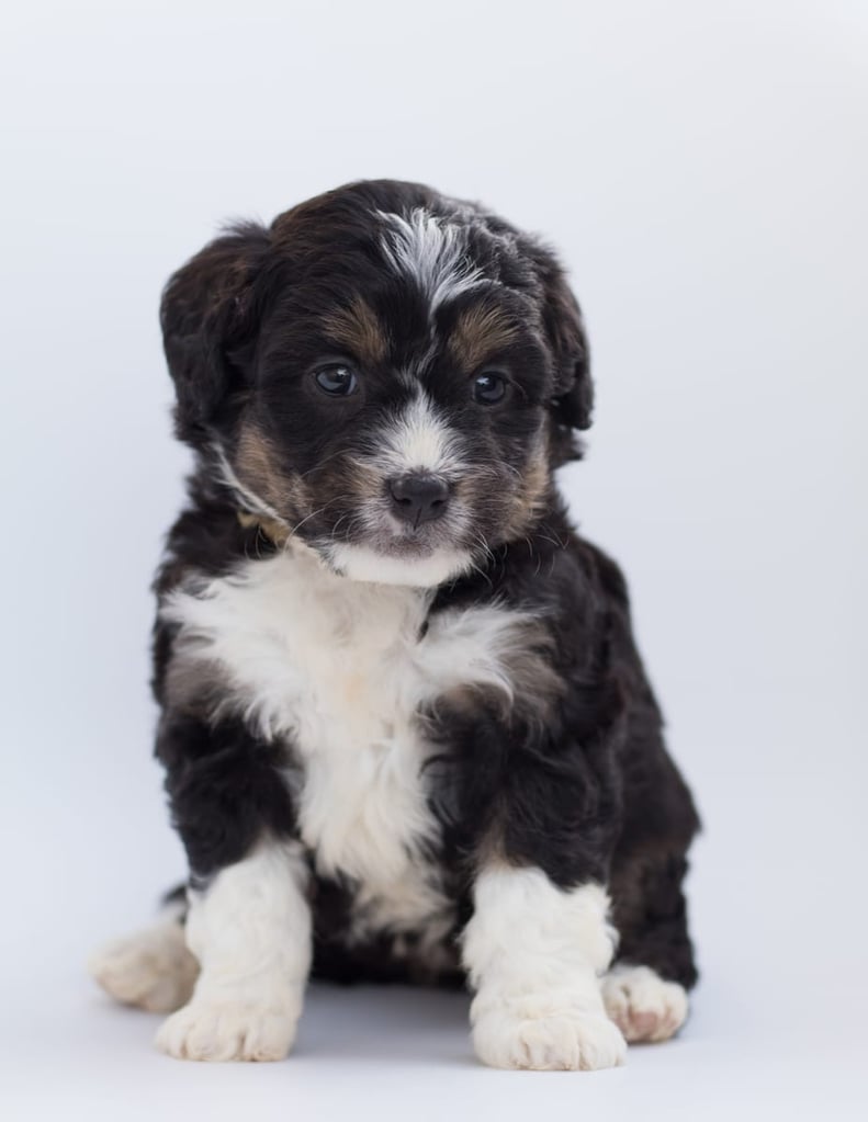 A picture of a Boni, one of our  Bernedoodles for sale