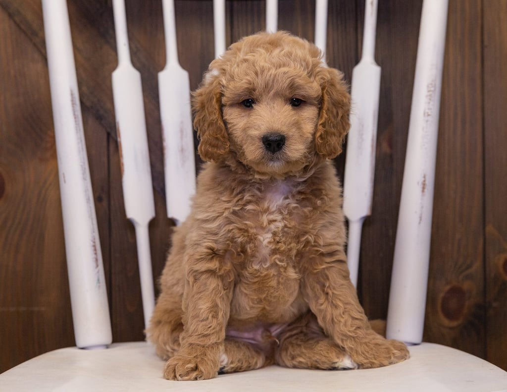 Jett came from Sassy and Milo's litter of F1 Goldendoodles