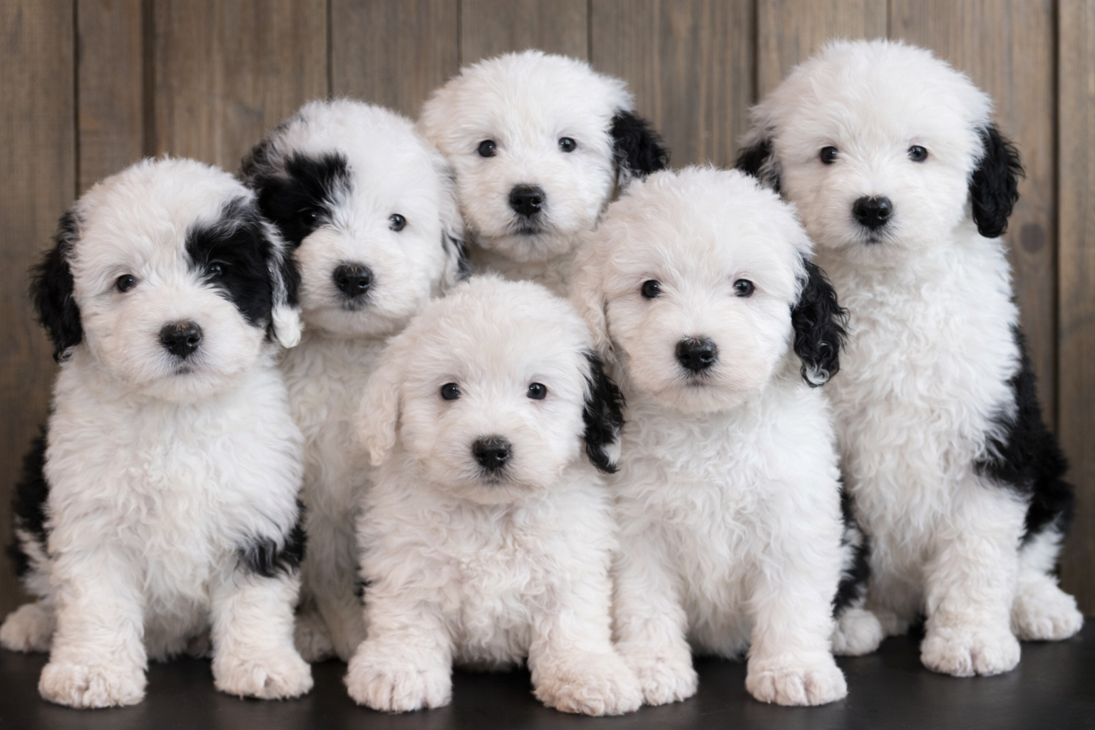 A litter of Mini Sheepadoodles raised in Iowa by Poodles 2 Doodles