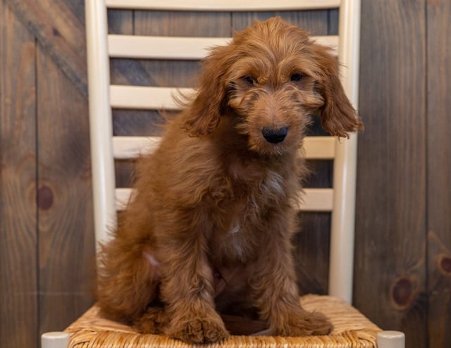 A picture of a Hero, one of our Mini Goldendoodles puppies that went to their home in Nebraska