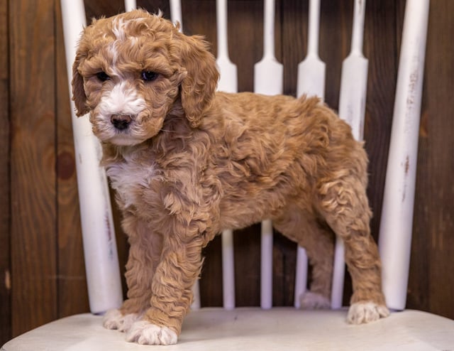 Taffy is an F1B Goldendoodle that should have  and is currently living in California