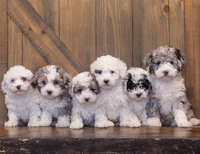 A litter of Mini Sheepadoodles raised in Iowa by Poodles 2 Doodles