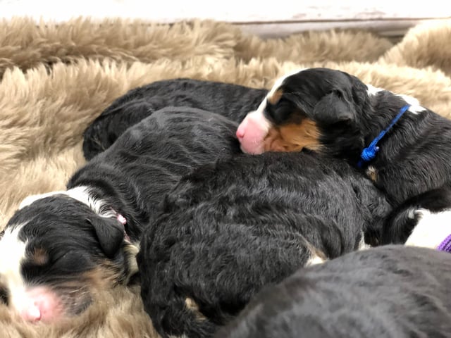 Gorgeous Mini Bernedoodles available for sale!